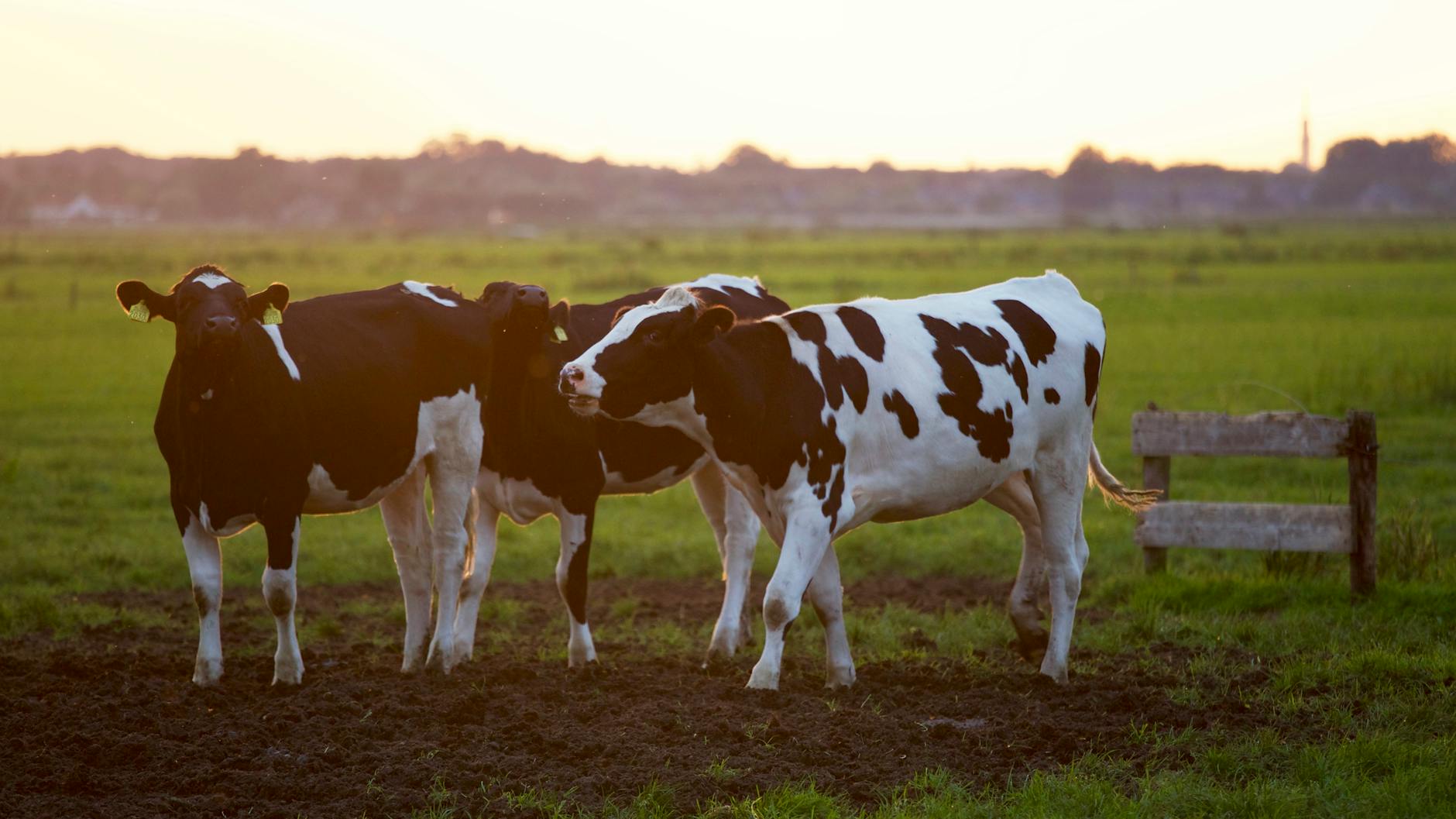 Beef Imports and Mark Alford’s Disgusting Snake Oil Rhetoric to Missouri’s Farm Families 1 three black and white cows